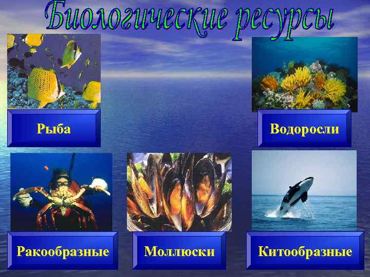 Рыба Ракообразные Водоросли Моллюски Китообразные 