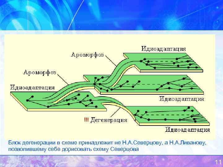 !!! Блок дегенерации в схеме принадлежит не Н. А. Северцову, а Н. А. Ливанову,