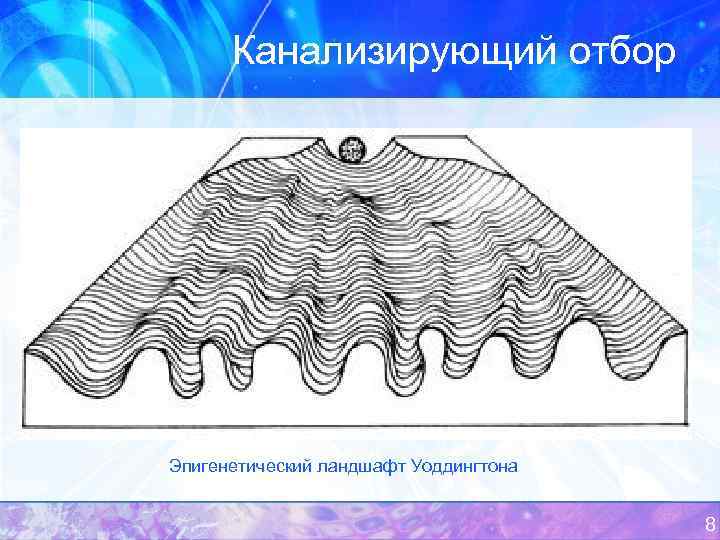 Канализирующий отбор Эпигенетический ландшафт Уоддингтона 8 