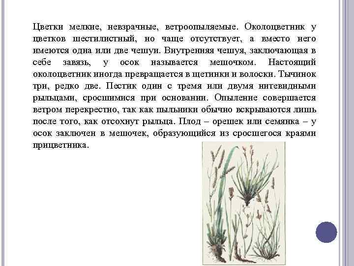 Цветки мелкие, невзрачные, ветроопыляемые. Околоцветник у цветков шестилистный, но чаще отсутствует, а вместо него