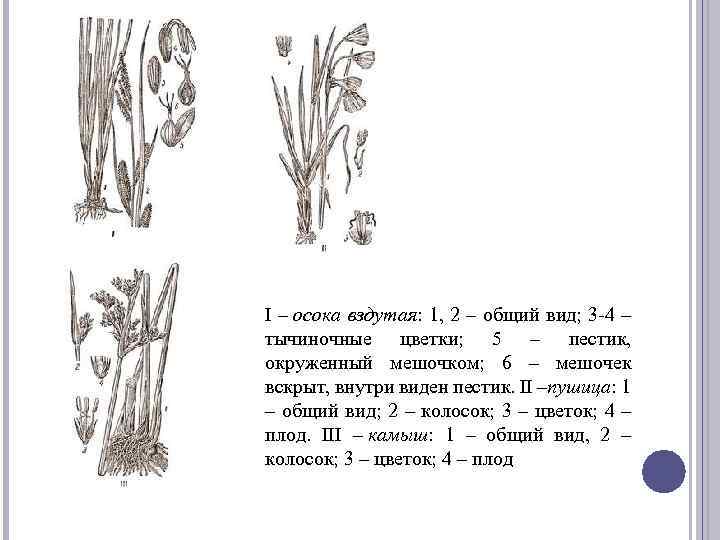 I – осока вздутая: 1, 2 – общий вид; 3 -4 – тычиночные цветки;