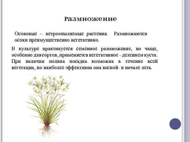 Размножение Осоковые – ветроопыляемые растения. Размножаются осоки преимущественно вегетативно. В культуре практикуется семенное размножение,