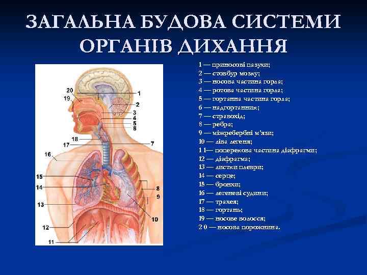 ЗАГАЛЬНА БУДОВА СИСТЕМИ ОРГАНІВ ДИХАННЯ 1 — приносові пазухи; 2 — стовбур мозку; 3