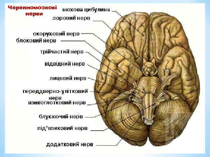 Черепномозкові нерви 