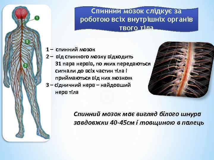 Спинний мозок слідкує за роботою всіх внутрішніх органів твого тіла 1 – спинний мозок