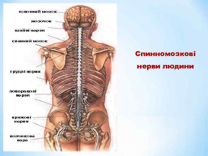 Спинномозкові нерви людини 