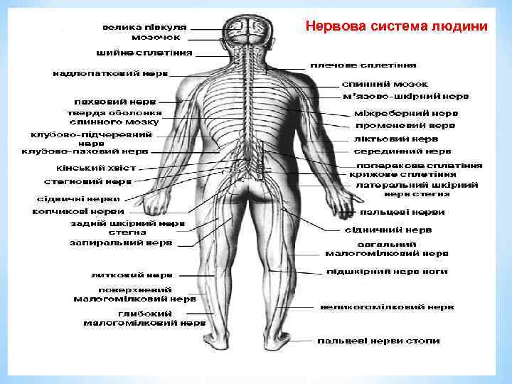 Нервова система людини 