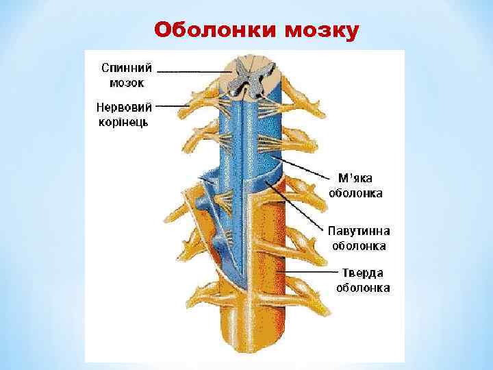 Оболонки мозку 