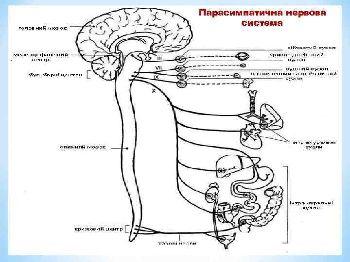 Парасимпатична нервова система 