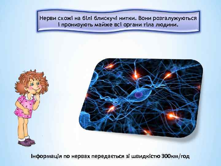 Нерви схожі на білі блискучі нитки. Вони розгалужуються і пронизують майже всі органи тіла