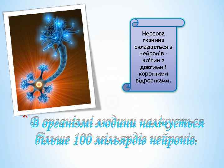 Нервова тканина складається з нейронів – клітин з довгими і короткими відростками. * В