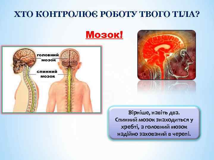 ХТО КОНТРОЛЮЄ РОБОТУ ТВОГО ТІЛА? Мозок! головний мозок спинний мозок Вірніше, навіть два. Спинний