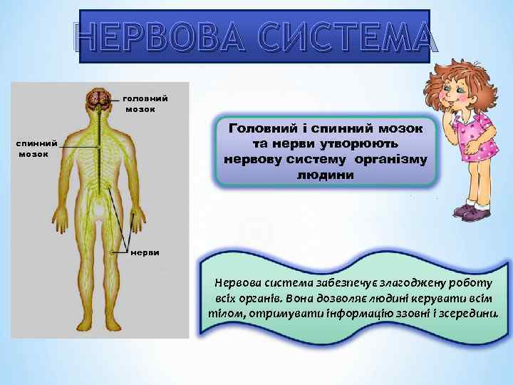 НЕРВОВА СИСТЕМА головний мозок Головний і спинний мозок та нерви утворюють нервову систему організму