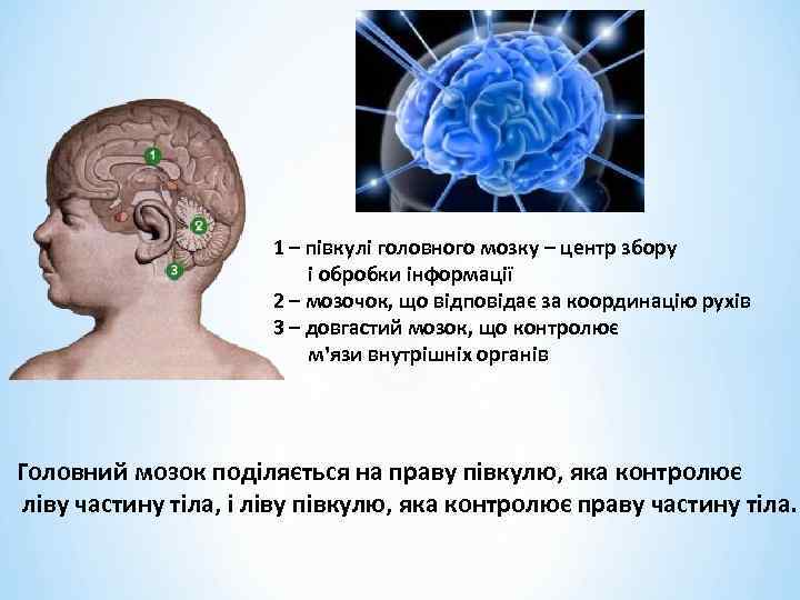 1 – півкулі головного мозку – центр збору і обробки інформації 2 – мозочок,