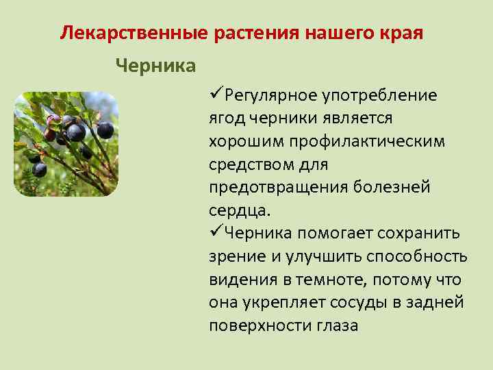 Лекарственные растения нашего края Черника üРегулярное употребление ягод черники является хорошим профилактическим средством для