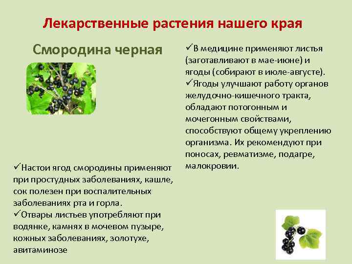 Лекарственные растения нашего края Смородина черная üНастои ягод смородины применяют при простудных заболеваниях, кашле,