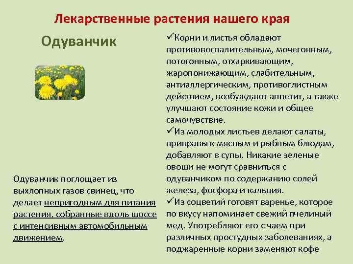 Лекарственные растения нашего края Одуванчик üКорни и листья обладают противовоспалительным, мочегонным, потогонным, отхаркивающим, жаропонижающим,