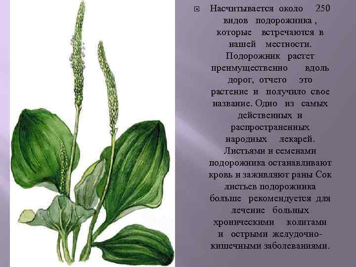  Насчитывается около 250 видов подорожника , которые встречаются в нашей местности. Подорожник растет
