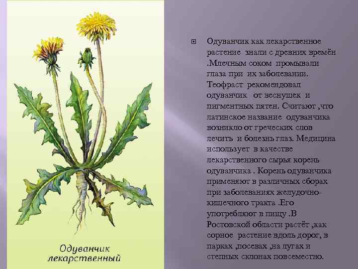  Одуванчик как лекарственное растение знали с древних времён . Млечным соком промывали глаза