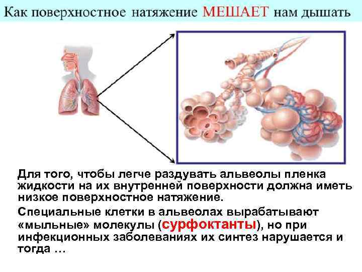 Для того, чтобы легче раздувать альвеолы пленка жидкости на их внутренней поверхности должна иметь