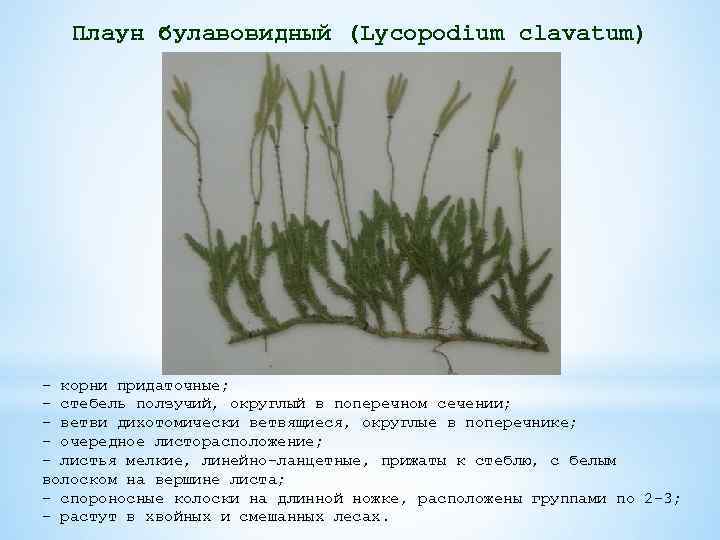 Корни плауна. Плаун булавовидный Тип ветвления. Стебель плауна булавовидного. Плаун булавовидный корень. Плаун булавовидный ботаника.