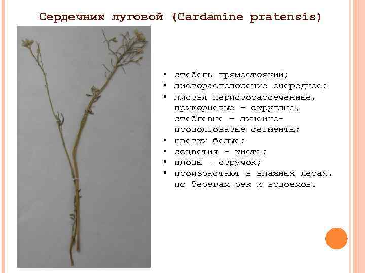 Сердечник луговой (Cardamine pratensis) • стебель прямостоячий; • листорасположение очередное; • листья перисторассеченные, прикорневые