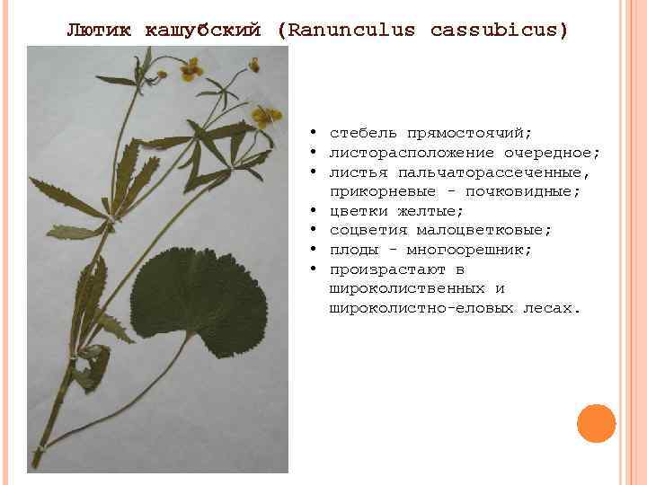 Лютик кашубский (Ranunculus cassubicus) • стебель прямостоячий; • листорасположение очередное; • листья пальчаторассеченные, прикорневые