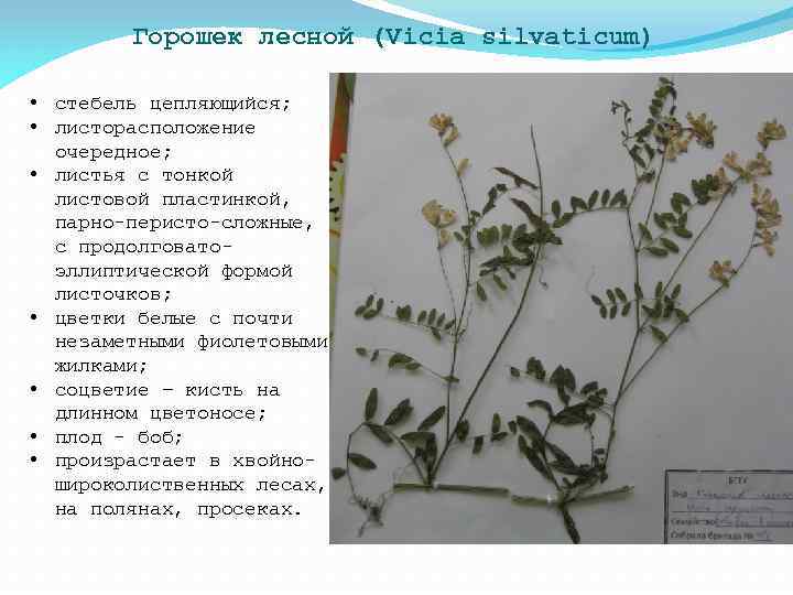 Горошек лесной (Vicia silvaticum) • стебель цепляющийся; • листорасположение очередное; • листья с тонкой