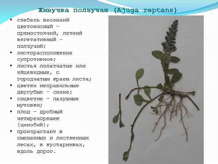 Живучка ползучая (Ajuga reptans) • стебель весенний цветоносный – прямостоячий, летний вегетативный - ползучий;