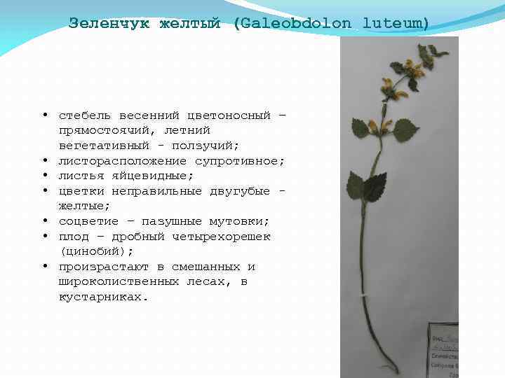 Зеленчук желтый (Galeobdolon luteum) • стебель весенний цветоносный – прямостоячий, летний вегетативный - ползучий;