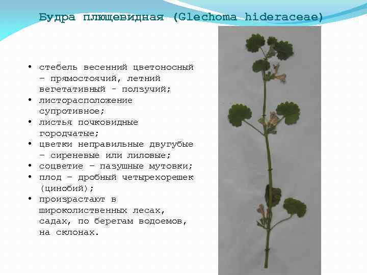 Будра плющевидная (Glechoma hideraceae) • стебель весенний цветоносный – прямостоячий, летний вегетативный - ползучий;