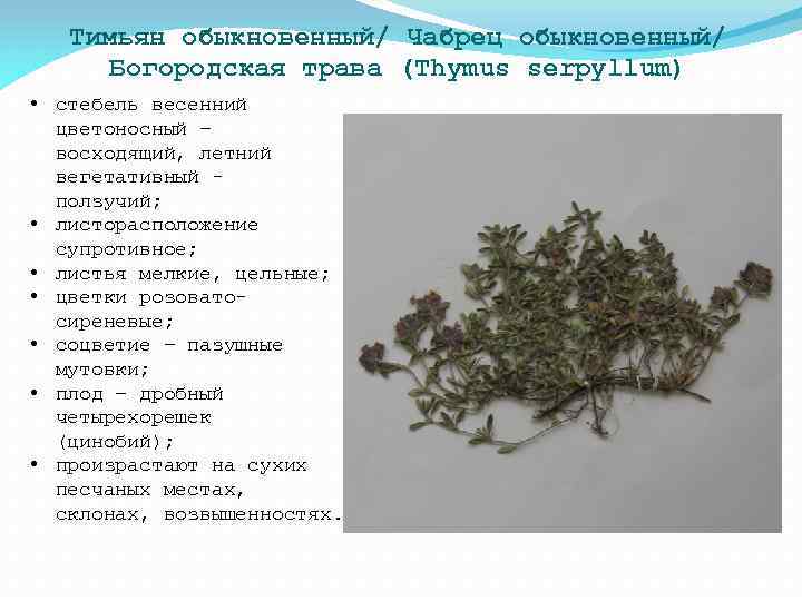 Тимьян обыкновенный/ Чабрец обыкновенный/ Богородская трава (Thymus serpyllum) • стебель весенний цветоносный – восходящий,