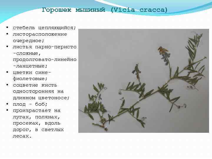 Горошек мышиный (Vicia cracca) • стебель цепляющийся; • листорасположение очередное; • листья парно-перисто -сложные,