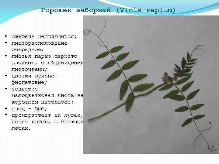 Горошек заборный (Vicia sepium) • стебель цепляющийся; • листорасположение очередное; • листья парно-перистосложные, с