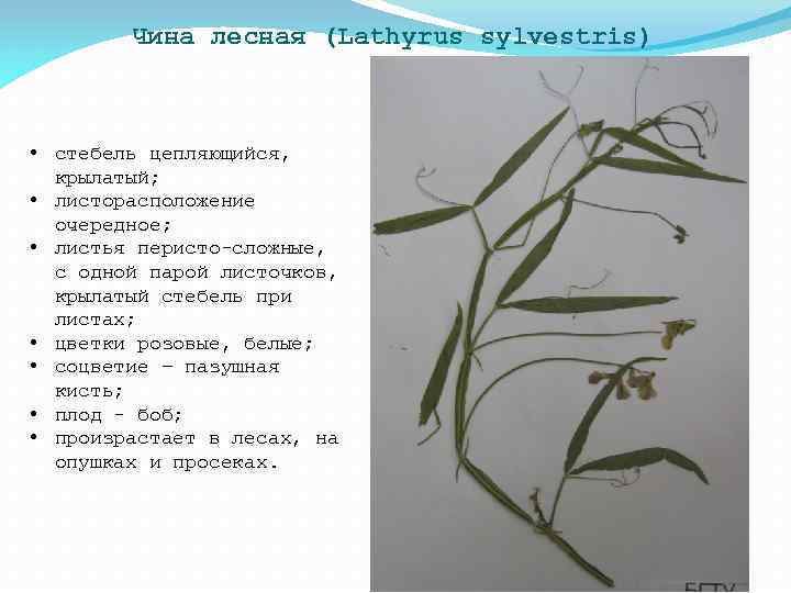 Чина лесная (Lathyrus sylvestris) • стебель цепляющийся, крылатый; • листорасположение очередное; • листья перисто-сложные,