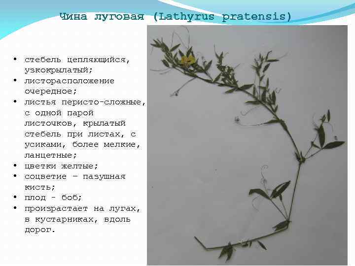 Чина луговая (Lathyrus pratensis) • стебель цепляющийся, узкокрылатый; • листорасположение очередное; • листья перисто-сложные,