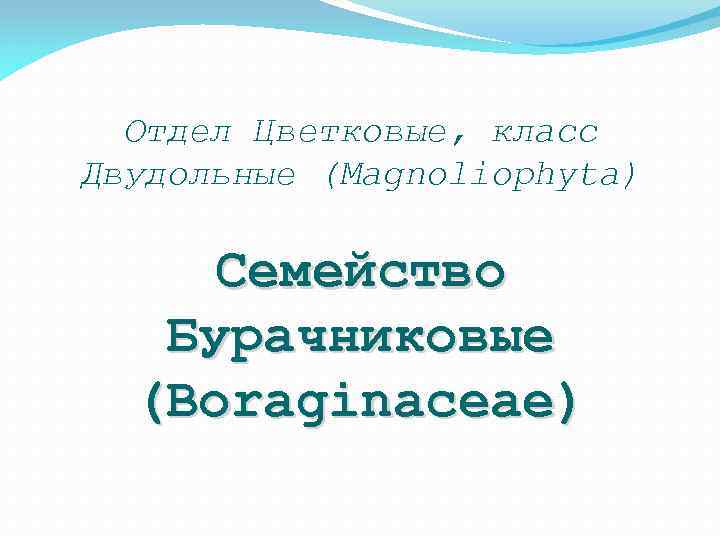 Отдел Цветковые, класс Двудольные (Magnoliophyta) Семейство Бурачниковые (Boraginaceae) 