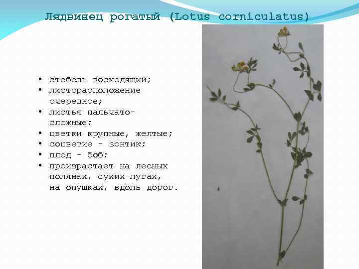 Лядвинец рогатый (Lotus corniculatus) • стебель восходящий; • листорасположение очередное; • листья пальчатосложные; •