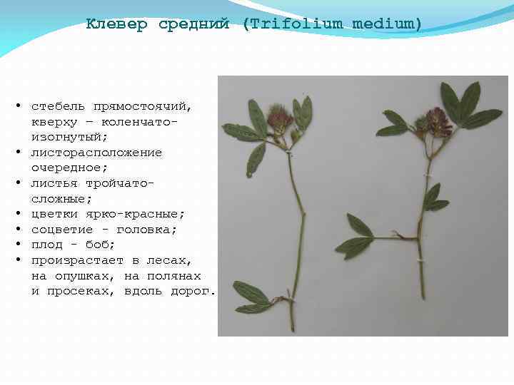 Клевер средний (Trifolium medium) • стебель прямостоячий, кверху – коленчатоизогнутый; • листорасположение очередное; •