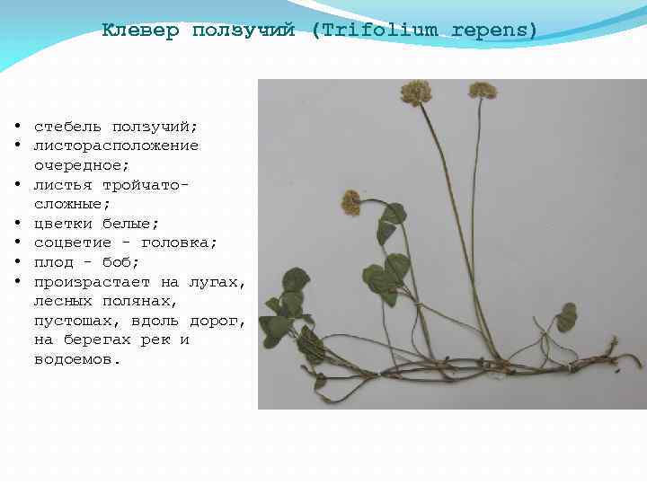 Клевер ползучий (Trifolium repens) • стебель ползучий; • листорасположение очередное; • листья тройчатосложные; •