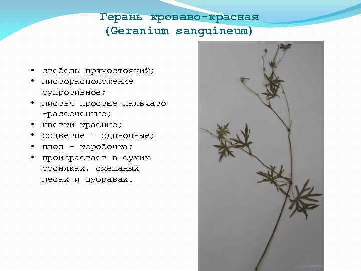 Герань кроваво-красная (Geranium sanguineum) • стебель прямостоячий; • листорасположение супротивное; • листья простые пальчато