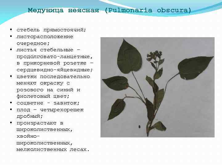 Медуница неясная (Pulmonaria obscura) • стебель прямостоячий; • листорасположение очередное; • листья стебельные –