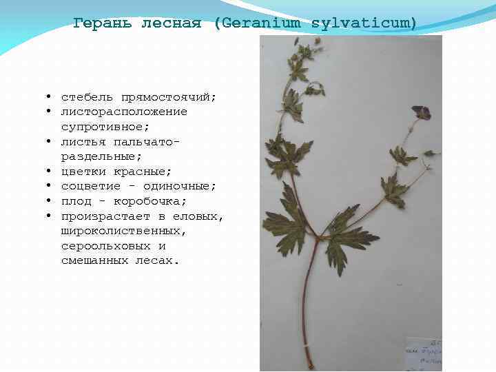 Герань лесная (Geranium sylvaticum) • стебель прямостоячий; • листорасположение супротивное; • листья пальчатораздельные; •