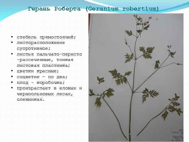 Герань Роберта (Geranium robertium) • стебель прямостоячий; • листорасположение супротивное; • листья пальчато-перисто -рассеченные,