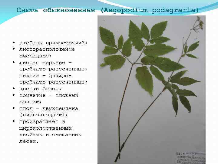 Простой стебель. Сныть обыкновенная стебель. Сныть плоды. Сныть обыкновенная черешки. Сныть обыкновенная гербарий.