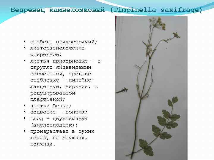 Бедренец камнеломковый (Pimpinella saxifrage) • стебель прямостоячий; • листорасположение очередное; • листья прикорневые –