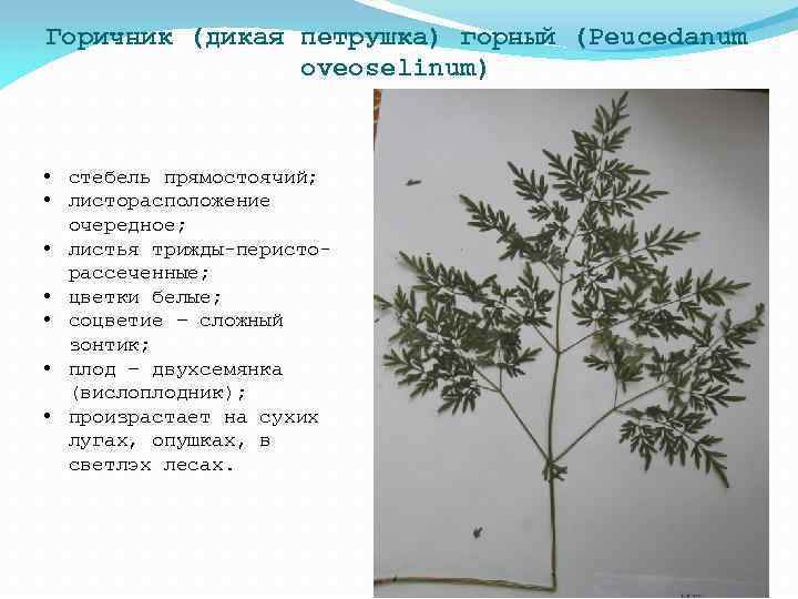 Горичник (дикая петрушка) горный (Peucedanum oveoselinum) • стебель прямостоячий; • листорасположение очередное; • листья