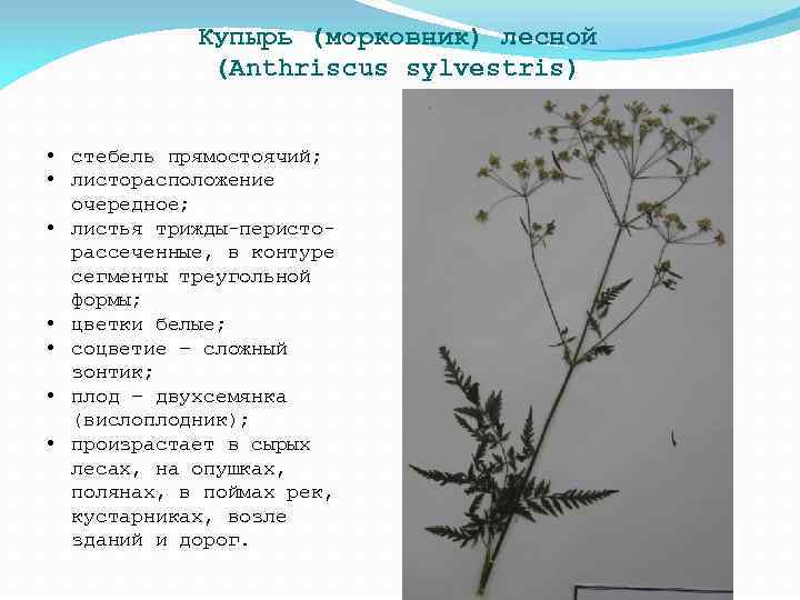 Купырь (морковник) лесной (Anthriscus sylvestris) • стебель прямостоячий; • листорасположение очередное; • листья трижды-перисторассеченные,