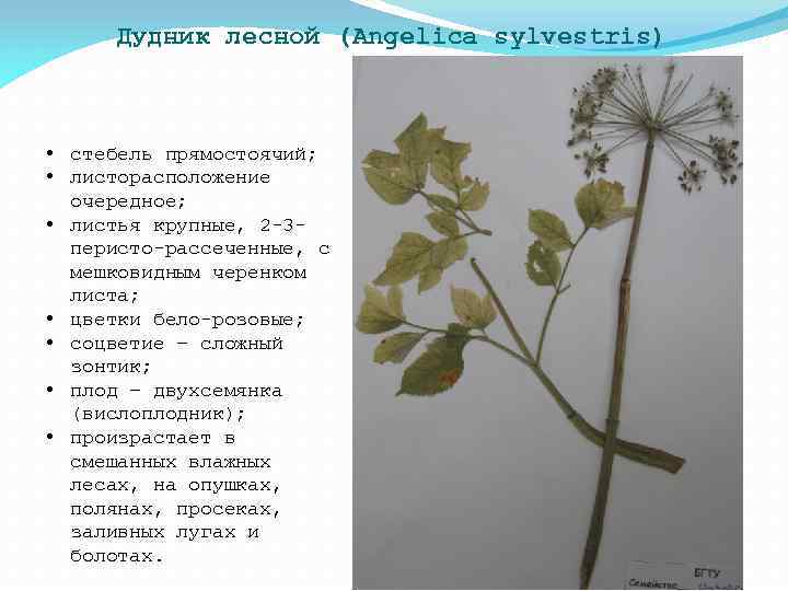 Дудник лесной (Angelica sylvestris) • стебель прямостоячий; • листорасположение очередное; • листья крупные, 2