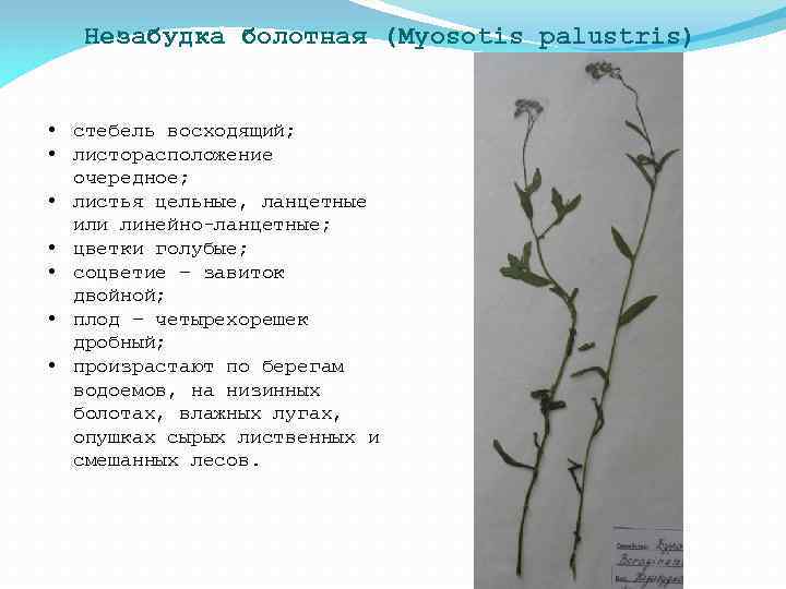 Незабудка болотная (Myosotis palustris) • стебель восходящий; • листорасположение очередное; • листья цельные, ланцетные